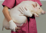 Primul pacient din lume căruia i-a fost transplantat un rinichi de porc a murit - Cât a supraviețuit cu organul modificat genetic
