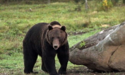 Prima reacție a prințului austriac, după ce a ucis cel mai mare urs din România