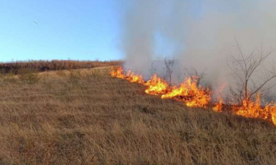 Peste 100 de hectare de vegetaţie uscată şi plantaţie silvică au fost distruse de un incendiu la Vaslui
