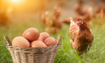  România, loc fruntaș la producția de ouă în Europa