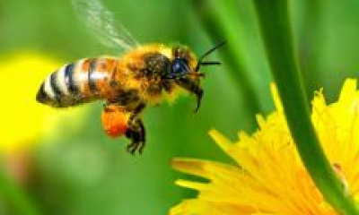 Veninul de albine, medicament miraculos